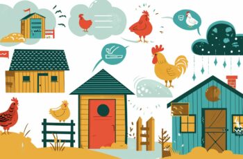 Essentials of Building a Chicken Coop